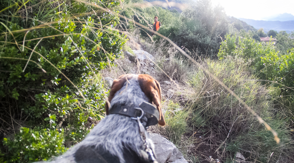 Più tempo per iscriversi agli Atc pugliesi iscriversi agli Atc pugliesi: cane da caccia visto da dietro, in lontananza cacciatore in alta visibilità