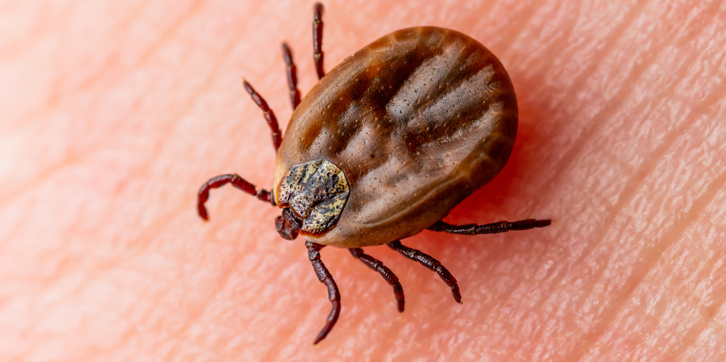 Zecche a caccia attenzione alla malattia di Lyme Zecche a caccia