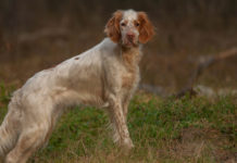 Addestramento cani, ecco anche Piemonte e Umbria Addestramento cani: setter inglese bianco arancio di profilo