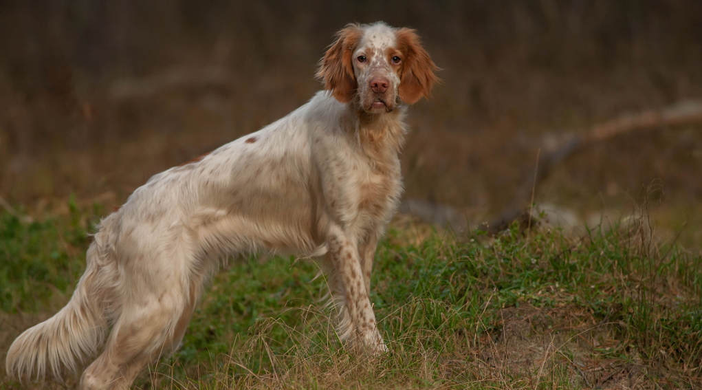 Addestramento cani, ecco anche Piemonte e Umbria Addestramento cani: setter inglese bianco arancio di profilo