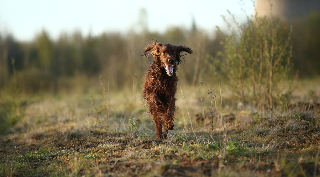 Addestramento cani nella fase 2 dell’emergenza sanitaria due Regioni dicono sì Addestramento cani nella fase 2 dell’emergenza sanitaria: setter irlandese corre