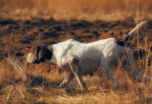 Addestramento cani, ok anche in Puglia – Flash Addestramento cani: pointer a caccia