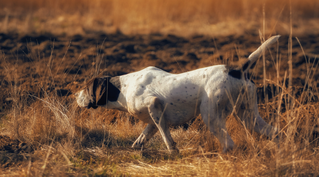 Addestramento cani, ok anche in Puglia Addestramento cani: pointer a caccia