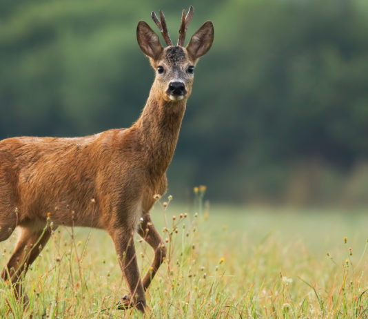 Caccia di selezione al capriolo: la Toscana decide date e piani caccia di selezione al capriolo