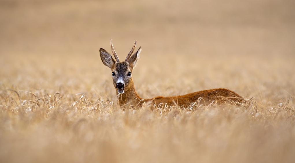 Caccia di selezione al capriolo, ok della Toscana Caccia di selezione al capriolo in Toscana, capriolo in un campo coltivato