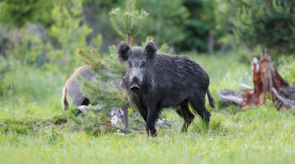 Caccia di selezione in Lombardia Rolfi annuncia novità Caccia di selezione in Lombardia: cinghiale nel bosco