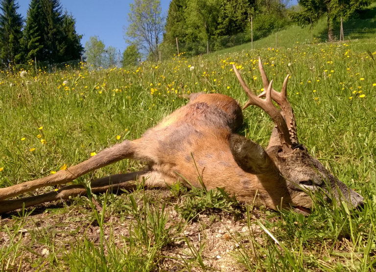 I calibri per la caccia al capriolo
