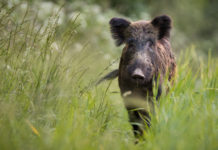 Ok a caccia di selezione in Toscana caccia di selezione in Toscana: cinghiale nell'erba