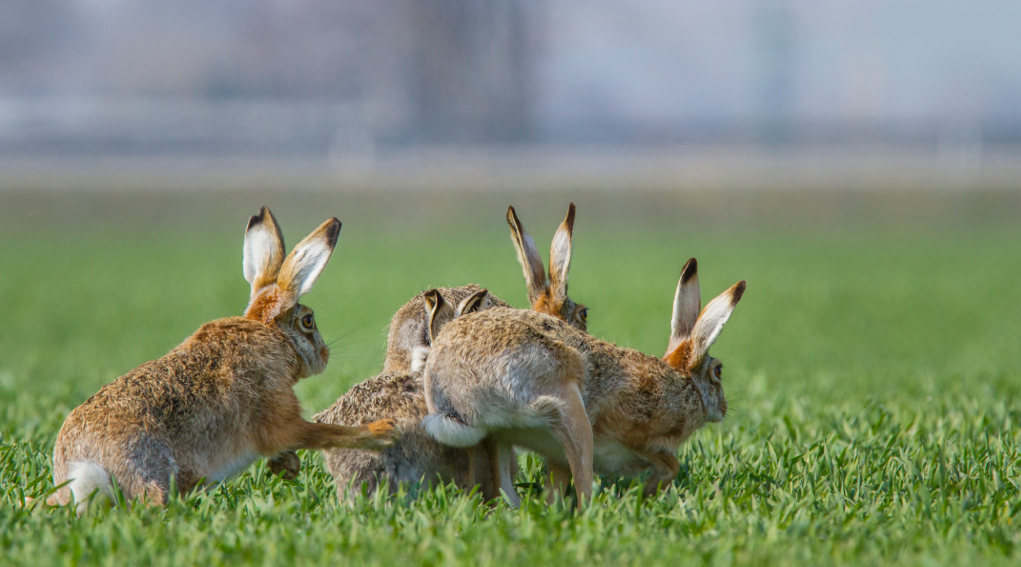 Pubblicato documento su strategia per la biodiversità in Europa 2020-2030 biodiversità in Europa 2020-2030: lepri in un prato