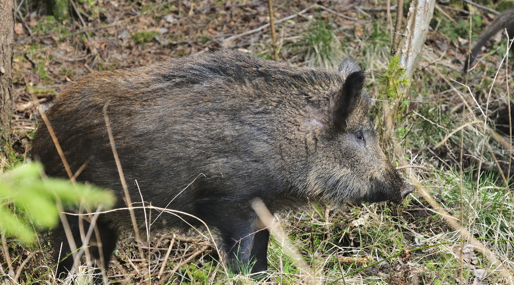 Toti riavvia la caccia di selezione in Liguria caccia di selezione in Liguria: cinghiale di profilo, a cartolina