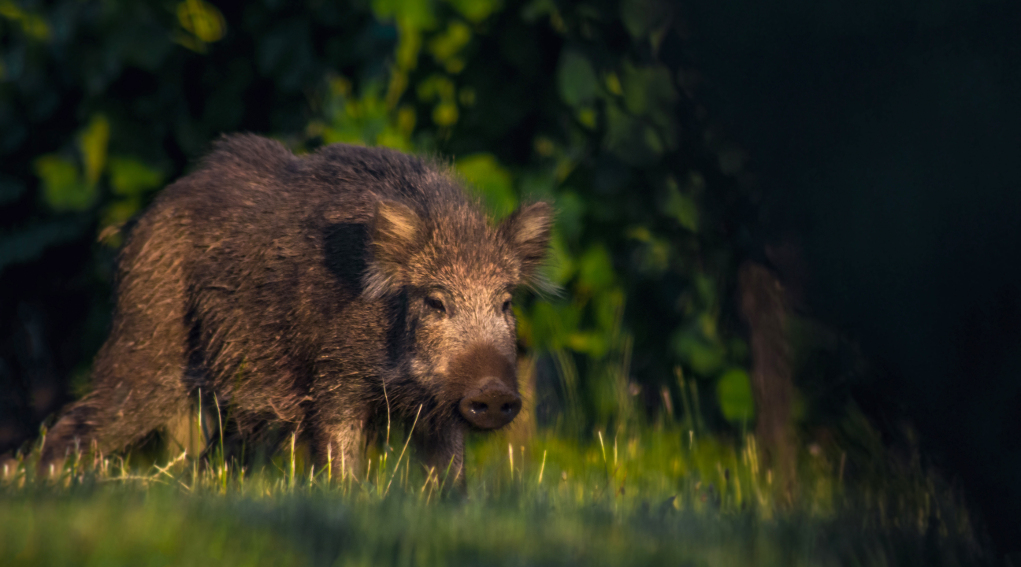 “Evitiamo che i cacciatori debbano risarcire i danni da cinghiale” danni da cinghiale: cinghiale nella foresta