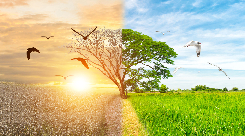Giornata mondiale dell’ambiente, Federcaccia “Cacciatori fondamentali per tutela habitat” giornata mondiale dell'ambiente: albero metà secco e metà rigoglioso, a simboleggiare la difesa della biodiversità