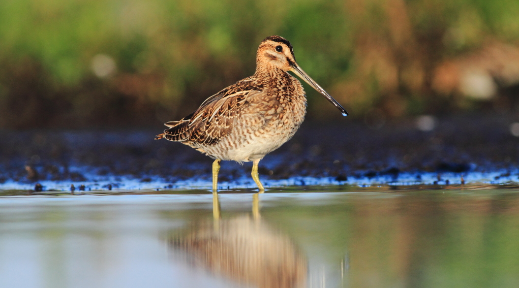 Monitoraggio del beccaccino il progetto di Acma verso la seconda fase monitoraggio del beccaccino: beccaccino in ambiente acquatico