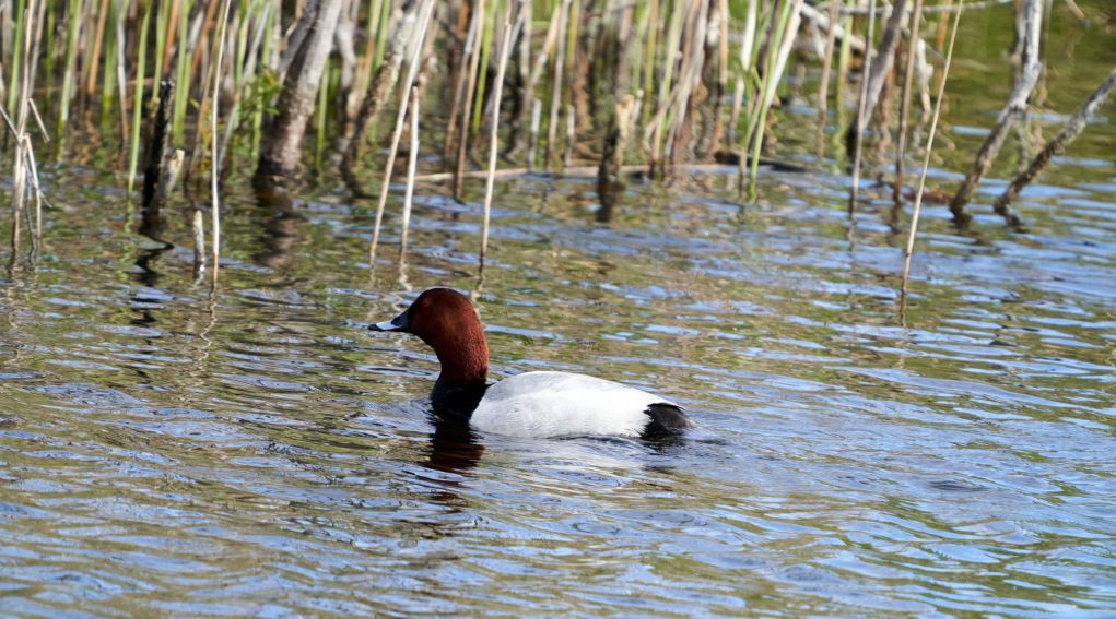 Moriglione e pavoncella nei calendari venatori, Federcaccia scrive alle Regioni moriglione e pavoncella nei calendari venatori: moriglione (Aythya ferina, common pochard) in ambiente acquatico