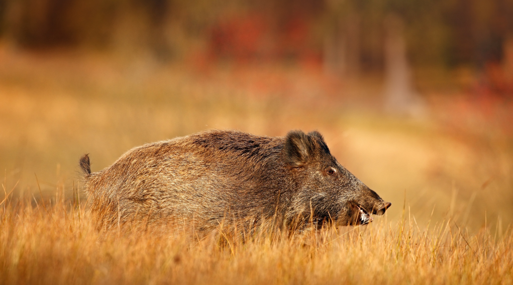 Nuovi percorsi formativi per cacciare il cinghiale in Lombardia cacciare il cinghiale in Lombardia: cinghiale in un campo