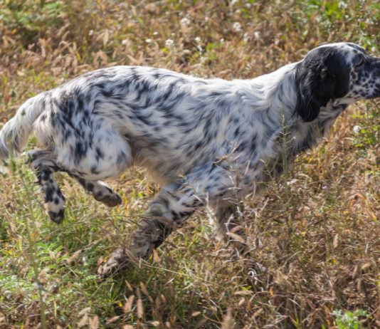 Prove cinofile: cabina di regia toscana chiede riavvio prove cinofile: setter da caccia corre in un prato