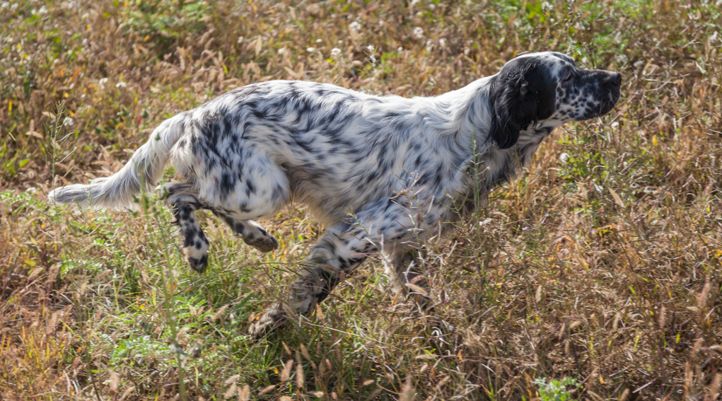 Prove cinofile cabina di regia toscana chiede riavvio prove cinofile: setter da caccia corre in un prato