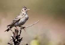 Specie cacciabili in Piemonte, ora si decide specie cacciabili in Piemonte: allodola su tronco