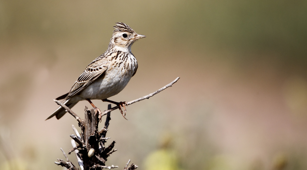 Specie cacciabili in Piemonte, ora si decide specie cacciabili in Piemonte: allodola su tronco