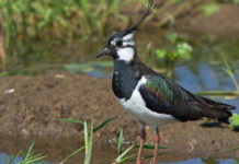 Caccia a moriglione e pavoncella, verso il sì dell’Umbria – Flash caccia a moriglione e pavoncella: pavoncella (Vanellus vanellus) in ambiente acquatico