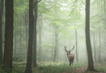 Caccia al cervo in Toscana, definiti piani e calendari caccia al cervo in Toscana: cervo nel bosco, visto da dietro