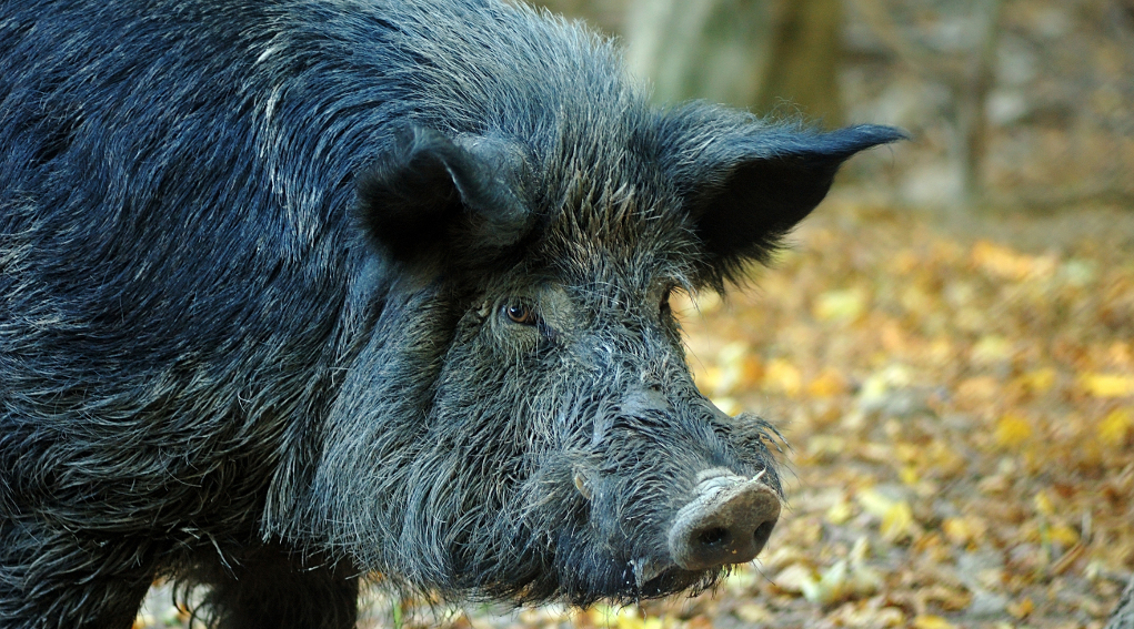 Caccia al cinghiale in Piemonte, consiglio modifica legge caccia al cinghiale in piemonte