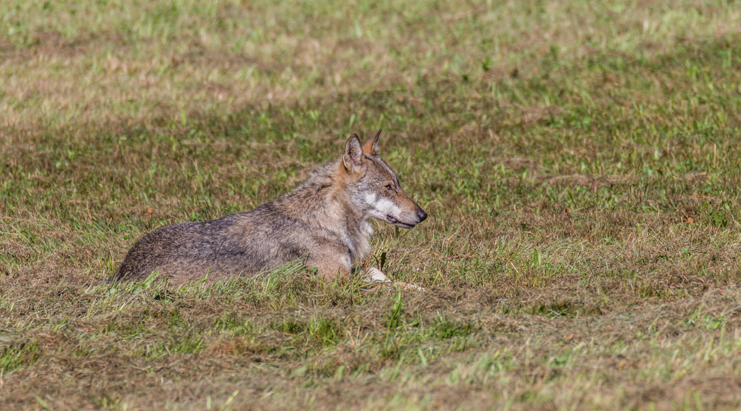 Controllo dei grandi carnivori, la risposta della Commissione europea controllo dei grandi carnivori: lupo disteso nell'erba
