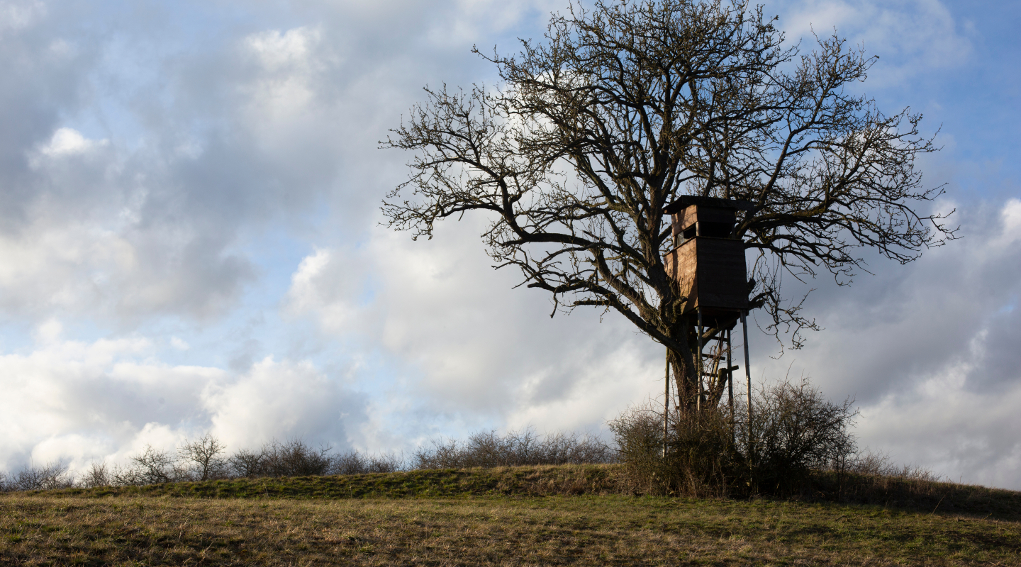Federazione dei cacciatori del Friuli Venezia Giulia, arriva la diffida di Federcccia Federazione dei cacciatori del Friuli Venezia Giulia: altana su un albero