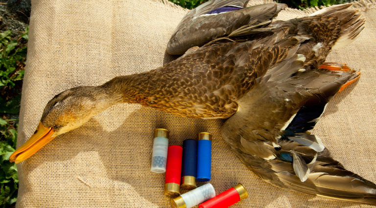 interrogazione sulle munizioni in piombo: anatra cacciata con munizioni
