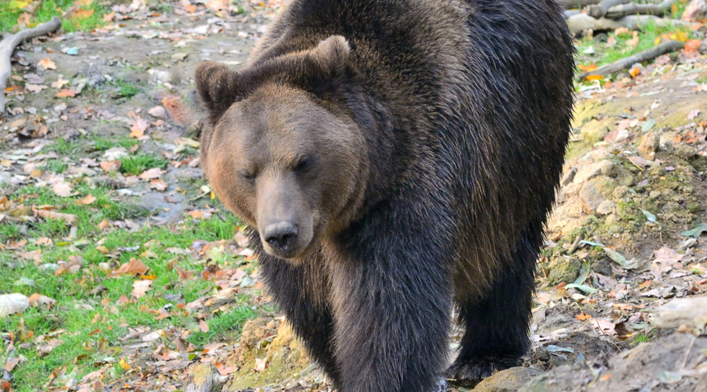 Tar sospende abbattimento dell’orsa JJ4 abbattimento dell'orsa Jj4: orso in ambiente naturale
