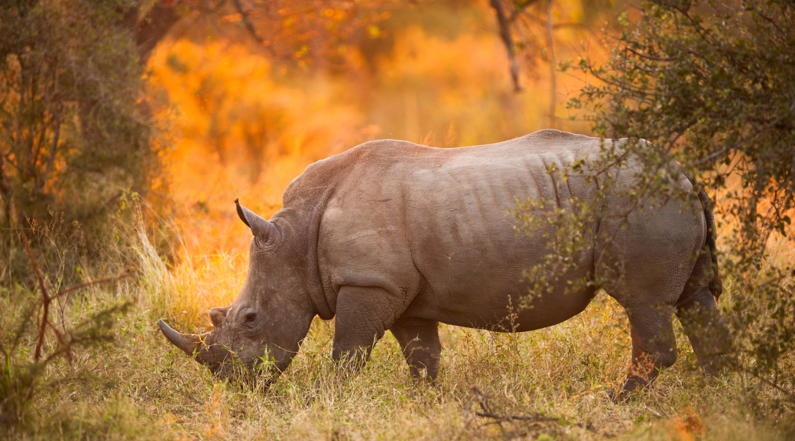 Caccia al trofeo, la campagna del Cic caccia al trofeo: rinoceronte nero nel parco kruger, ambiente africano