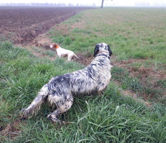 A caccia con il cane da ferma a I Prati di Frescarolo: un’idea per l’apertura A caccia con il cane da ferma a I Prati di Frescarolo, un’idea per l’apertura