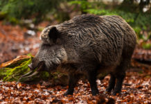 Impugnata la legge toscana sulla caccia: ecco perché Impugnata la nuova legge toscana sulla caccia: cinghiale nel bosco, in ambiente autunnale
