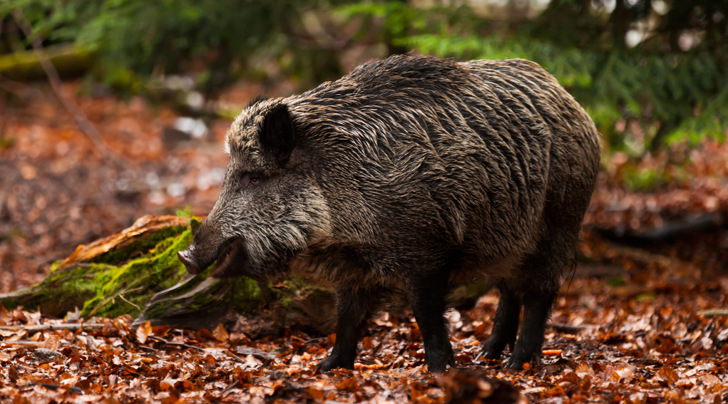 Impugnata la nuova legge toscana sulla caccia ecco perché Impugnata la nuova legge toscana sulla caccia: cinghiale nel bosco, in ambiente autunnale