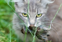 Interazioni tra fauna selvatica e fauna domestica Interazioni tra fauna selvatica e fauna: gatto con un passerotto in bocca