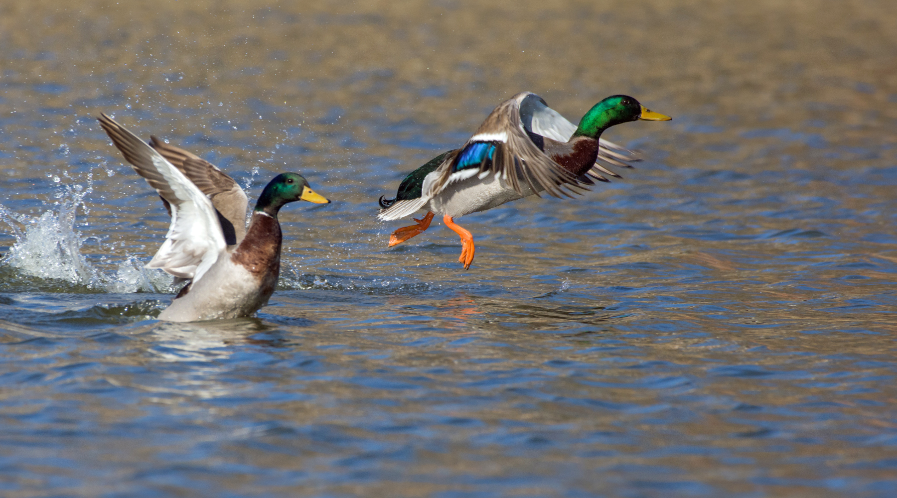 Munizioni in piombo nelle zone umide, Face attacca di nuovo Munizioni in piombo nelle zone umide: due germani in volo a pelo d'acqua