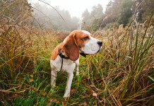 Addestramento cani in zona rossa, la richiesta della Lega Addestramento cani in zona rossa: cane nell'erba