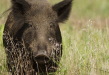 Braccata e caccia di selezione al cinghiale, le critiche di Federcaccia Umbria Braccata e caccia di selezione al cinghiale