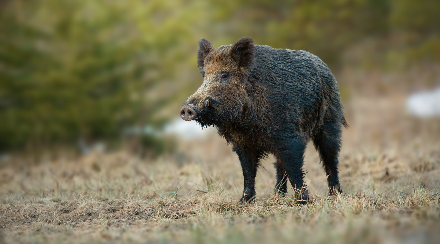 Caccia di selezione al cinghiale, la decisione dell’Abruzzo Caccia di selezione al cinghiale, la decisione dell’Abruzzo
