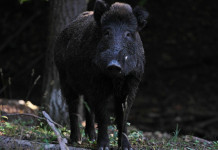 Caccia in Abruzzo, le regole per gli spostamenti caccia in abruzzo: cinghiale di notte