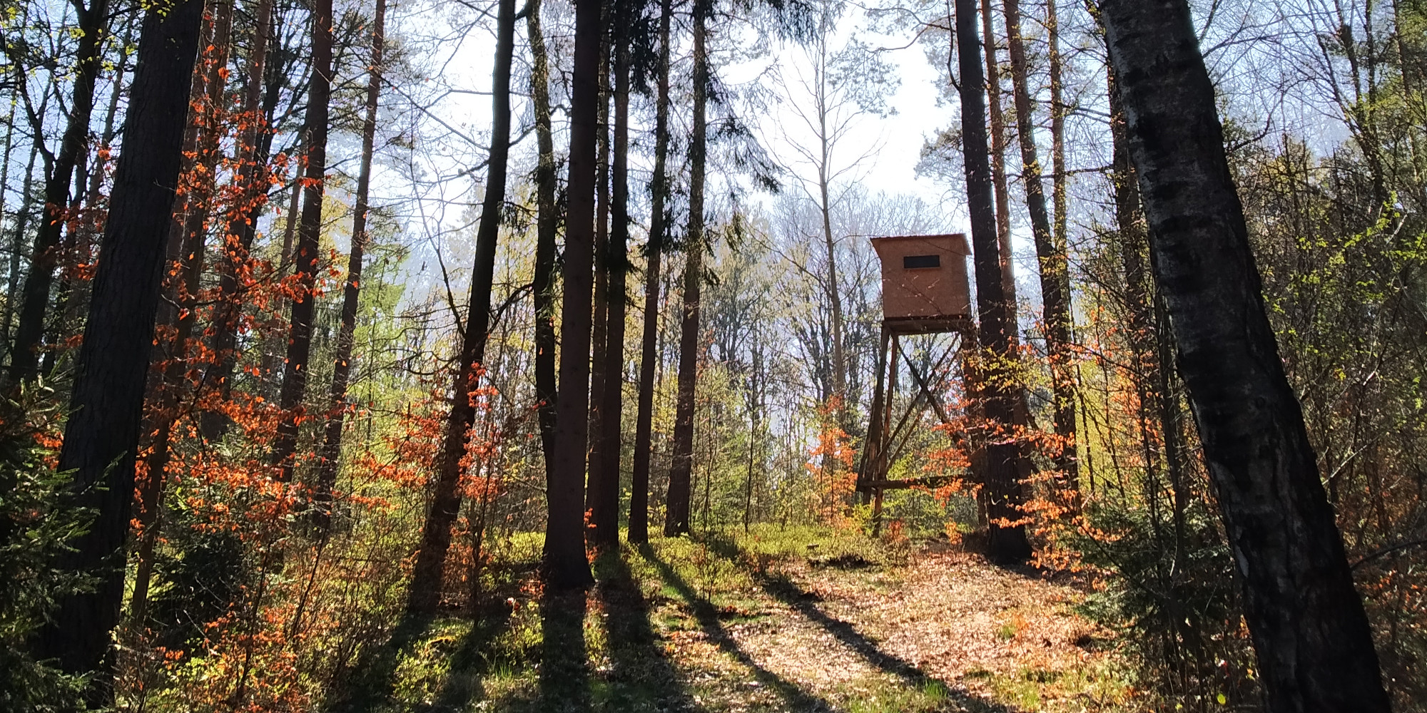 Il futuro della caccia una falsa spaccatura il futuro della caccia: altana nel bosco