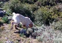 Caccia con il cane da ferma: naso a terra cane da ferma