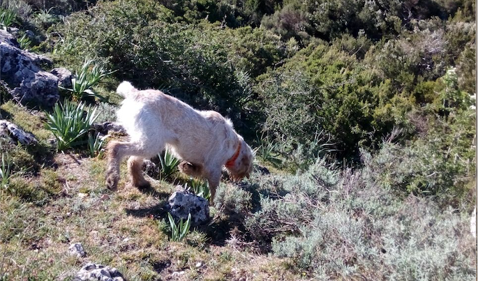cane da ferma cane da ferma