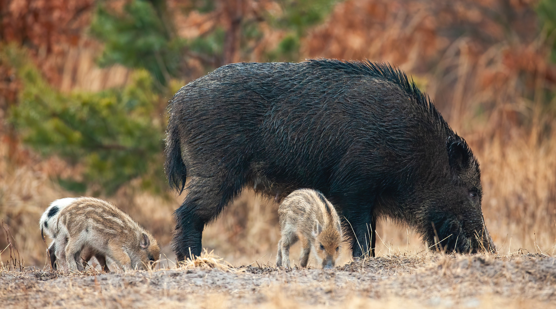 Caccia di selezione al cinghiale, la Calabria apre Caccia di selezione al cinghiale: cinghiale femmina con piccoli