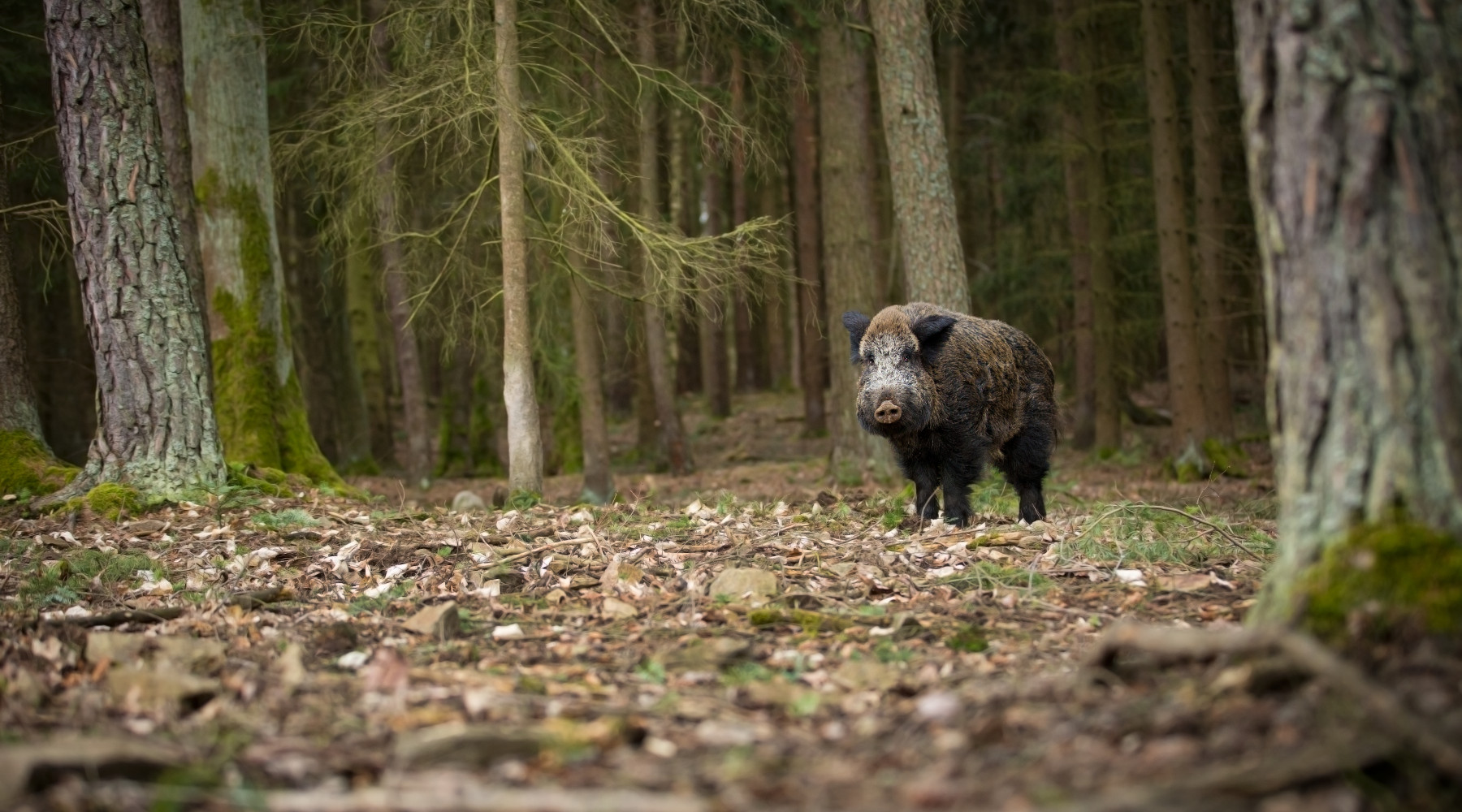 Caccia di selezione al cinghiale, la Toscana decide caccia di selezione al cinghiale
