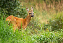 Caccia in zona rossa e arancione, via libera della Lombardia Caccia in zona rossa e arancione: femmina di capriolo nel bosco