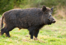 Cacciatori di selezione di Benevento, Campania istituisce registro Cacciatori di selezione di Benevento: cinghiale a cartolina