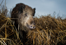 Aree protette in Umbria, associazioni scrivono alla giunta Aree protette in Umbria: cinghiale