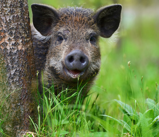 Caccia di selezione al cinghiale in Toscana, ecco il piano caccia di selezione al cinghiale: piccolo di cinghiale nella foresta