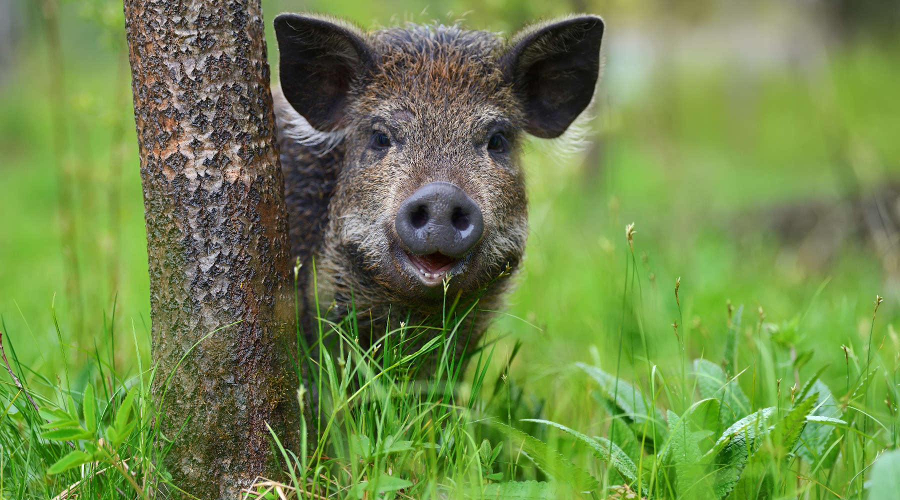Caccia di selezione al cinghiale in Toscana, ecco il piano caccia di selezione al cinghiale: piccolo di cinghiale nella foresta